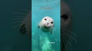 Meet Snowy the seal! #seal