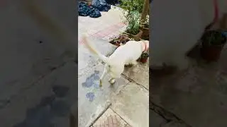 #professionaldogtrainer3613 #searching #findobject