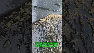 Traditional gold mining turns soil and rock into placer gold worth $100,000#goldrush #goldmining