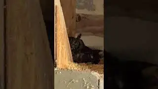 Fleckenuhu br&uuml;tet in der neuen Unterkunft 🦉 #eule #uhu #ei