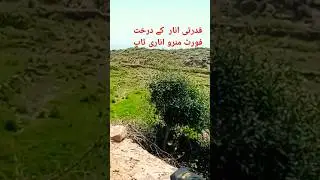 fort munro anari top 2024 #shorts #short #ytshorts #travel #nature #beauty #2024 #fortmunro