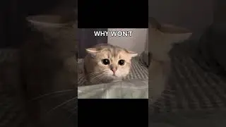 MISERY #cat #catcore #catsofyoutube #catshorts #catmusic