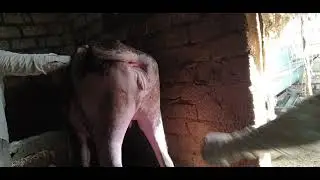 جس المواشي #مهم جدا تاني وحدةعشر عند الجزار عشر لازم الجزار يجس قبل الدبح من الحلال