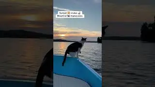 MeerCat 🐈&zwj;⬛ Maneuvers 🚤🌅 #luckyprincesspiratepolycat #cat #lakelife #bostonwhaler #meercat