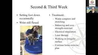 Physical Rehabilitation in Pets: MWU Virtual Medical Lecture