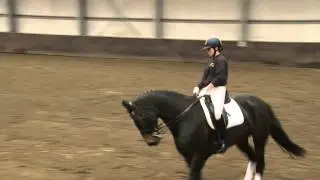 Opleidingen in de paardensector