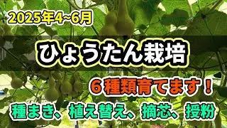 【ひょうたん栽培2025前半】４〜６月