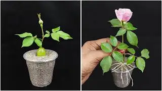 Learn how to growing rose plant from stem | 100% Success growing method