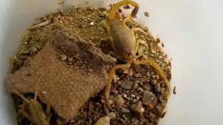 Leiurus quinquestriatus (Deathstalker Scorpion)