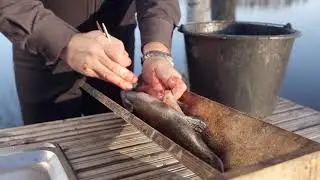 goSaimaa Kalastus | Fishing