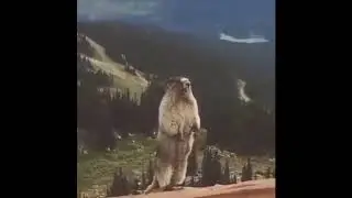 Screaming Beaver Meme Original | Meme Template