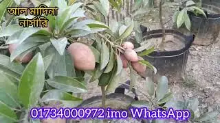 থাই বারোমাসি  লম্বা ছবেদা ফলসহ প্রিমিয়াম কোয়ালিটি মাতৃকলম চারাপেতে যোগাযোগ করুন 01734000972/imo/wh