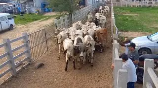 17 de junho feira de animais em Campina Grande ￼
