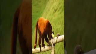 Howler monkey walking on bamboo. #Shorts