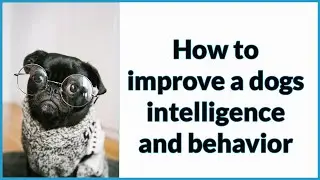How to improve a dogs intelligence and behavior I Onestop-Petshop