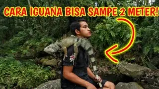 IGUANA UMUR 4 TAHUN PANJANG BISA 2 METER!