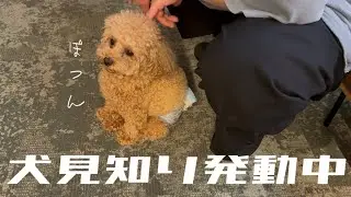【とろの日常】犬見知り系わんこ🐶