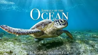 Animals of the Ocean &bull; Scenic Wildlife Film With Calming Music