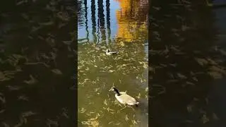 DUCK GUY FROM DHMIS IS REAL?!?!? #dhmis #celebrityupdates #ducks #parks