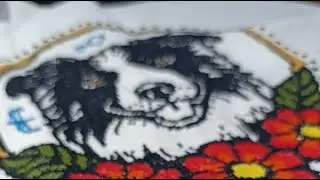 BORDER COLLIE &uacute;ltimas puntadas