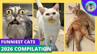 Самые смешные кошки 2026 года! Испытание &laquo;Попробуй не засмеяться&raquo;! 😂 #смешныекошки #смешно #попро...
