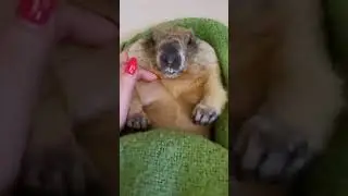 Готовимся к зимней спячке#домашний сурок#прикольные звери#marmotbaybak#cute animals