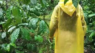 A 20 years old robusta maintainance . #coffee #robustacoffee #farming #viral #nature #youtube #viral