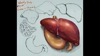 WeeklyStudy 137: Liver + Stomach