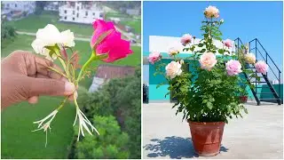 Простой и удивительный результат выращивания розы из цветов в домашних условиях.