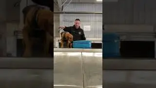 Explosive Detection on a Conveyor Belt