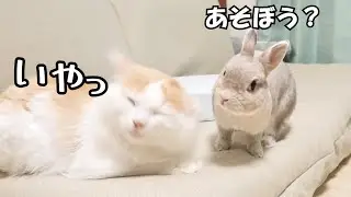 猫と遊びたくてなんどもお誘いするもはっきり断られて落ち込むうさぎさん