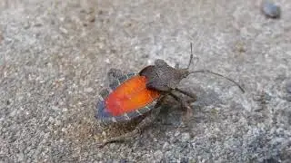 ホオズキカメムシ/Acanthocoris sordidus 02_171105自宅