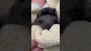 Incredible survival: Baby sloth saved with umbilical cord intact #shorts