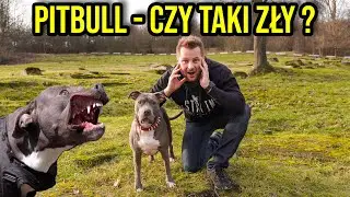 CIEKAWOSTKI O HODOWLI PITBULLA W DOMU