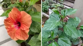 Hibiscus Plant Dying - What to do? | The Right Gardening