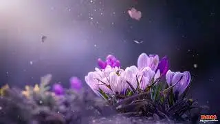 Beautiful Butterfly Flying Video Background | Full HD | No Copyright | Musik Relaksasi