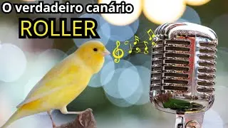 O verdadeiro can&aacute;rio roller - Conhe&ccedil;a o can&aacute;rio de canto cl&aacute;ssico Harzer Roller