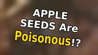 Apple seeds are poisonous!? | 13 Pointless Facts