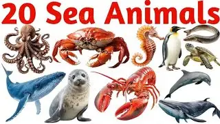 Names of sea creatures | 20 Sea Animals Name in English | Sea Animals for Kids | Ocean Animals Names