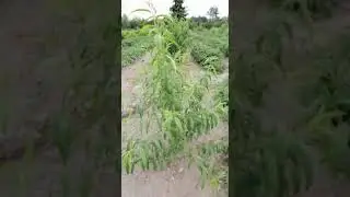 Şaftalı G&uuml;bərsi Gro Green Gel Vegetative NPK 27-27-27 + 5MgO