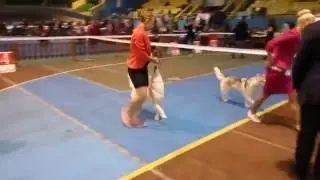 International Dog Show 