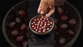 Как вырастить гранатовое дерево из семян дома #садоводство #фруктовоедерево #сделай сам