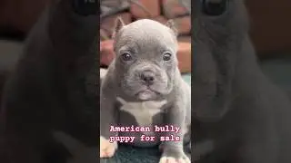 American Bully Puppy for Sale  Top Quality