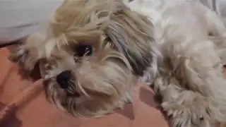 Лев и статуя