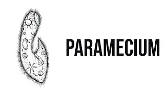 How to draw Paramecium || Paramecium diagram drawing
