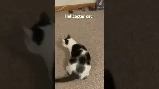 Helicopter cat