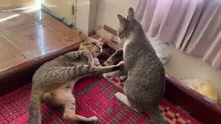 His brother don&rsquo;t like to fighting, but orange cat always annoying him 