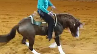 Equitana Australia 2014 Reining Championship