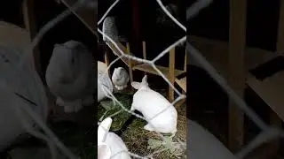 rabbit in NZ