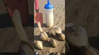 Clms hunter #clams #clamshell #shortsfeed #beach